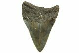 Fossil Megalodon Tooth - North Carolina #363706-1